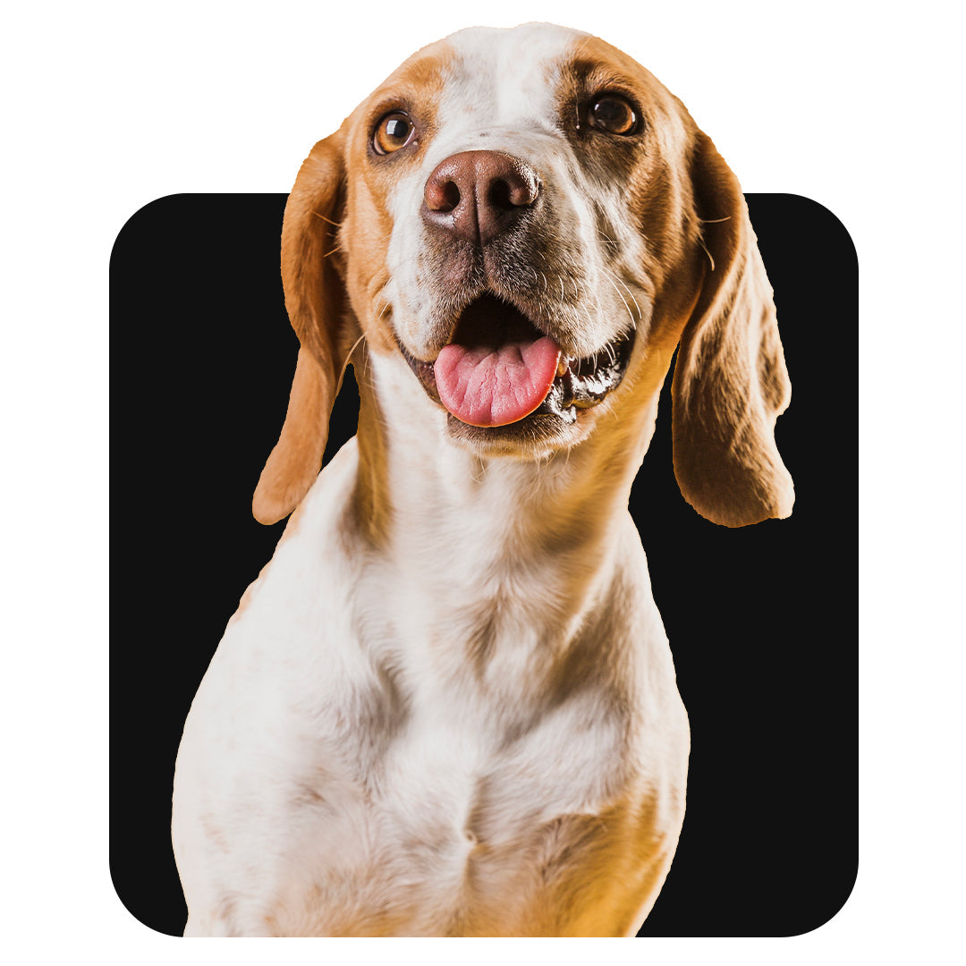 For Pets